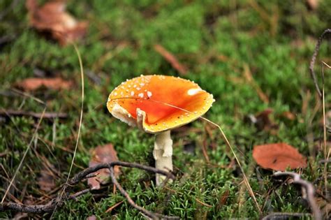 Premium Photo | Agaric