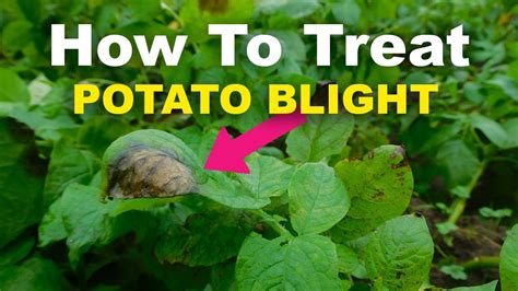 Blight: How To Treat, Prevent, and Diagnose Potato And Tomato Blight ...