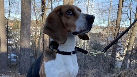 Airport K9 sniffs out mummified monkeys in Boston luggage, preventing ...