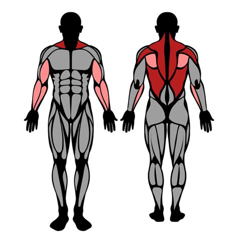 Seal Row: Muscles Worked & Technique – StrengthLog