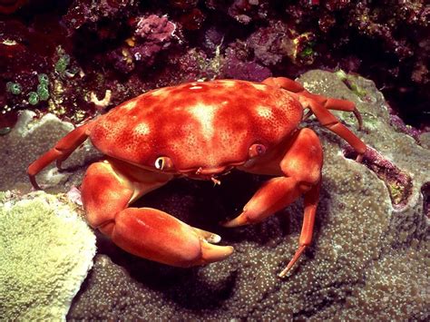 Crustaceans: Fact or Fiction Quiz | Britannica