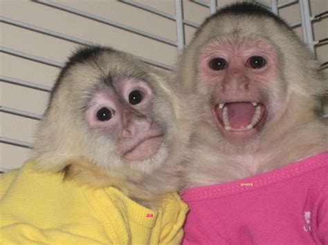 Image result for capuchin monkeys as pets | Capuchin monkey, 3 month ...