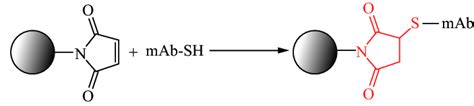 Reaction of maleimide and thiol coupling The black balls is the NPs ...