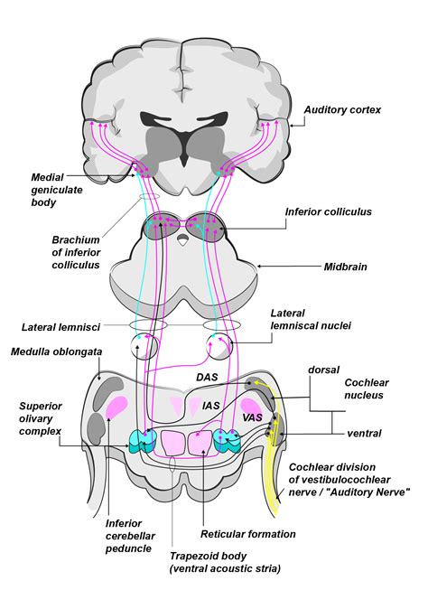 Auditory Pathway Diagram