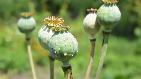 La production mondiale d'opium et de cocaïne a explosé | ICI Radio ...