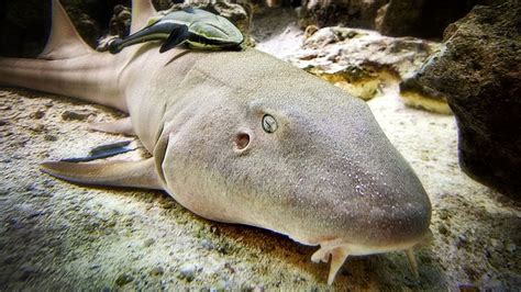 Nurse Shark Facts: Description, Habitat, and Behavior