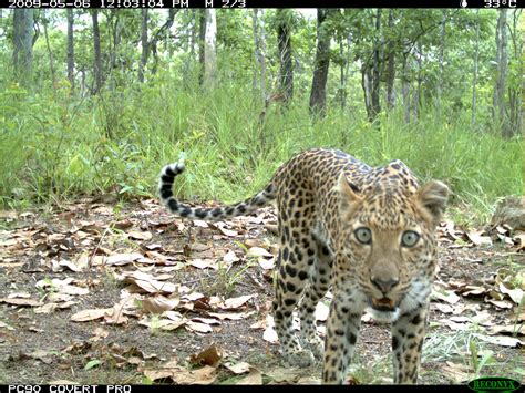 Indochinese Leopard - Poached to near-extinction | WWF