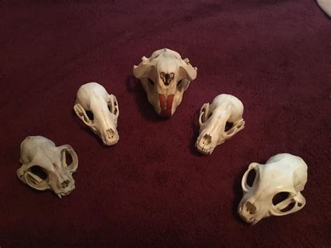 Various small mammal skulls in the collection. At the center is an ...