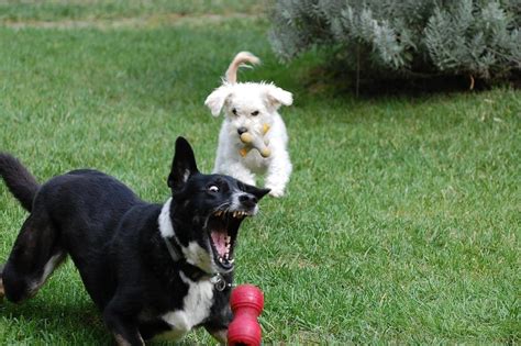 Teaching Your Dog to Fetch: A Quick Beginners Guide – Woof Whiskers