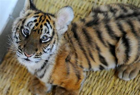 2nd tiger cub survices at S. China breeding base - China.org.cn