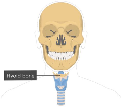 What is the only jointless bone in the human body? | GetBodySmart