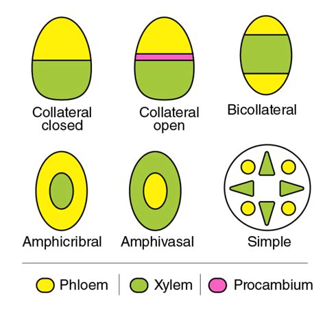 Describe the different types of vascular bundles found in the plants ...