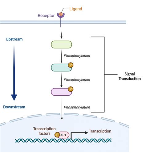 11.3 Signal Transduction – College Biology I