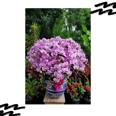 Rangkaian Anggrek bulan isi 30 pohon Warna Pink Pot Keramik - De Orchids