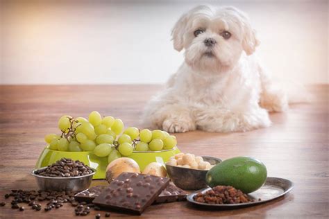 Is YOUR Diet Healthy for your Pets? - CVETS - Columbia Veterinary ...