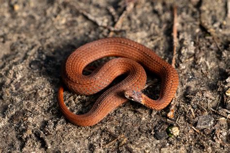 red-bellied snake | South Carolina Partners in Amphibian and Reptile ...