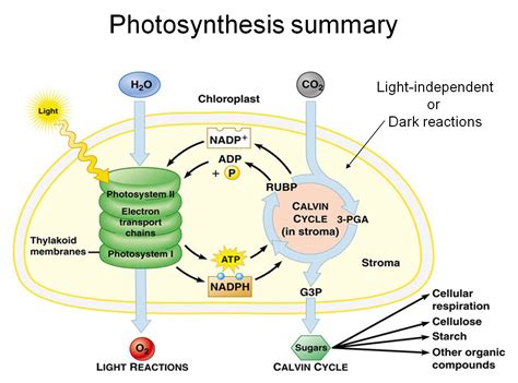 Light Reaction of Photosynthesis - TeresakruwHaynes