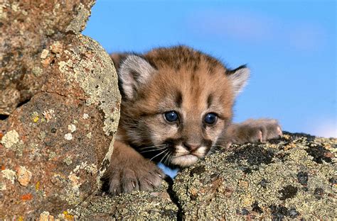 Cougar Cub Felis Concolor Photograph by Jeffrey Lepore - Pixels