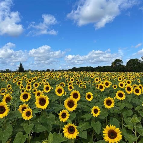 14 Whimsical Sunflower Fields in Florida (2023)