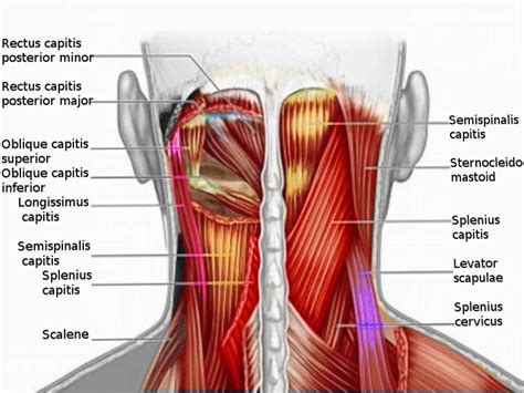 Muscles on Back Of Neck - Anatomy, Origin, Insertion, Action | Mobile P.