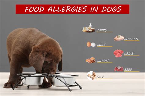 Dog Food Allergies | Oakland Veterinary Referral Services