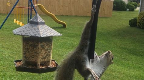 SQUIRREL GETS STUCK ON BIRD FEEDER - YouTube