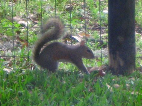 Baby-Squirrel-Care-012