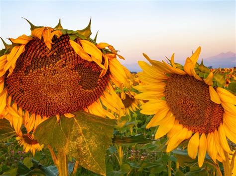 When Are Sunflower Seeds Ready to Harvest: All About Sunflower Growth ...