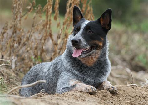 Are Australian Cattle Dogs Hard To Train