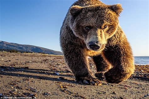 Grizzly bear gets a bit too close for comfort in Alaska - BroRead.com