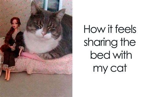 50 Relatable Cat Memes You’ll Probably Wish You Could Tag Your Cat In ...