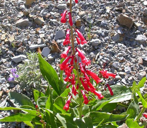 Penstemon eatonii - Firecracker Penstemon - Seeds