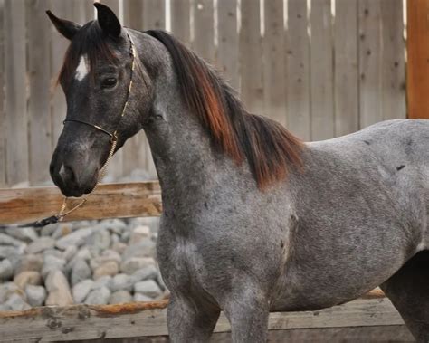 Roan Horses - Colors, Genetics & Breeds - Helpful Horse Hints