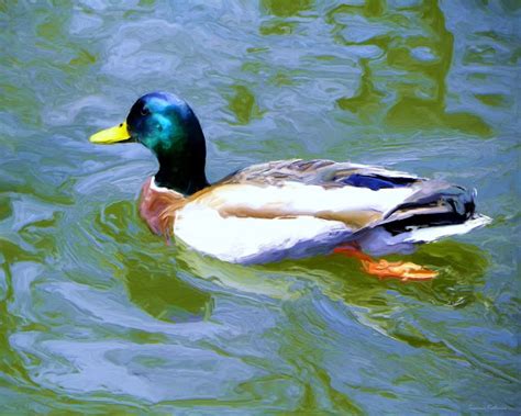 Paintings-of-Artists-Original-Unusual- Art: Mallard Duck In Lake