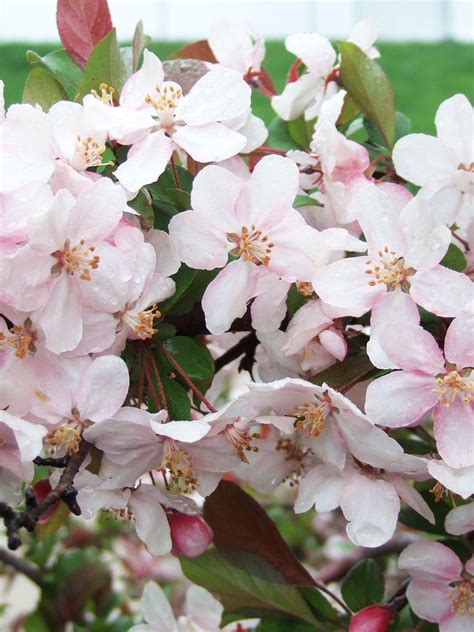 Best White Flowering Crabapple Tree