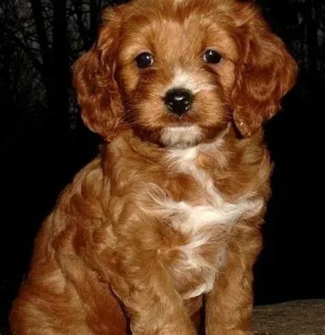 Cockapoo Puppies for Sale - Cockapoo Breeders