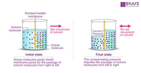 What Is Osmosis? - Definition, Types, Osmotic Pressure (2022)