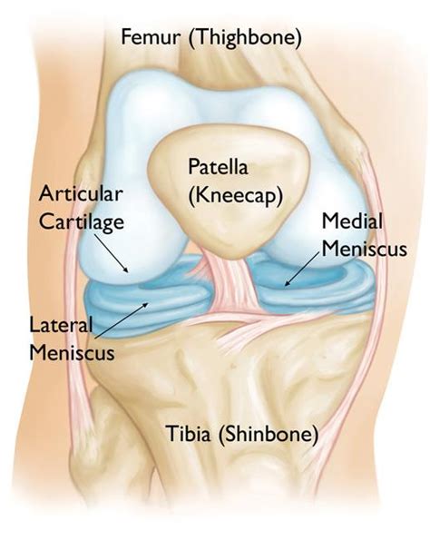 Medial Meniscus Anatomy