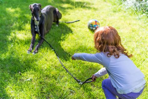 Greyhound training is needed to help adopted greyhounds adapt