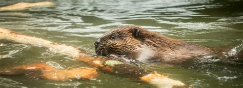 Meet Oregon's State Animal, the Hardworking Beaver - Travel Oregon