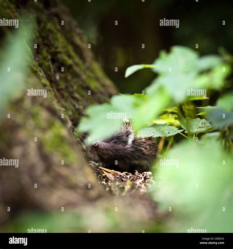 Baby European Hedgehog (Erinaceus europaeus) in grass Stock Photo - Alamy