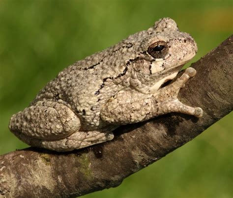 6 Types of Tree Frogs Found in Arkansas! (ID Guide) - Bird Watching HQ