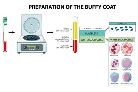 What Exactly Is A Buffy Coat? | Cytologics