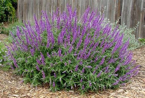 22 Different Types Of Sage Plants With Pictures - AMERICAN GARDENER