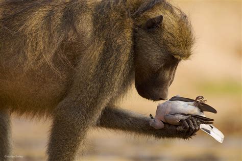 The thoughtful baboon | Adrian Bailey | Behaviour: Mammals | Wildlife ...