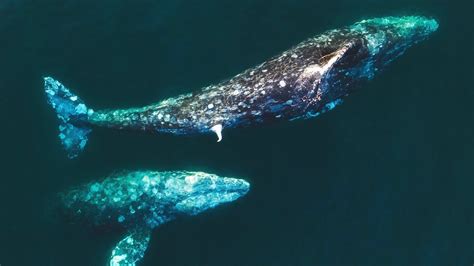 Two Male Gray Whales Exhibit Possible Mating Behavior - YouTube