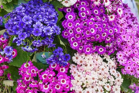 Bare Spots in Your Garden? These Shade-Loving Annuals will Help | Small ...