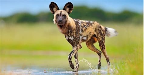 10 Types of Wild Dogs - IMP WORLD