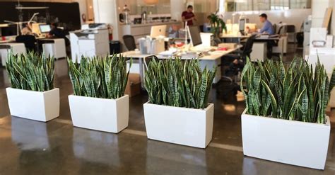 Office Decoration with Plants | Give your Place an Environment Friendly