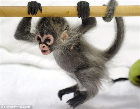 What a cutie! Baby spider monkey abandoned at birth runs amok at ...